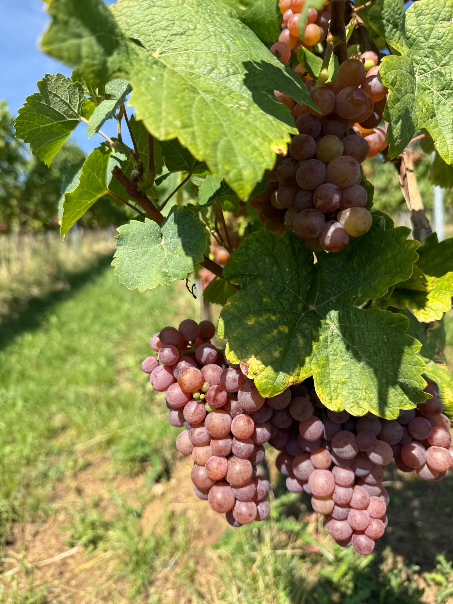 IRIDA KNIT RETREAT | 11.-13.09.2026