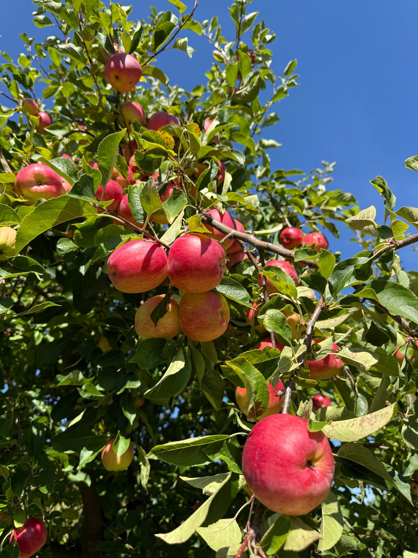 IRIDA KNIT RETREAT | 11.-13.09.2026